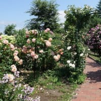 花が美しい高木　白雲木のその後、