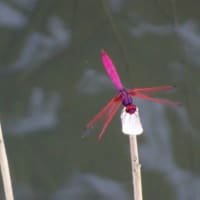 紅蜻蛉