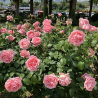 北九州市散歩：小倉南区　JR安倍山公園駅 ⇒ 花農丘公園・北九州市立総合農事センター バラ園 ⇒ 資さんうどん 湯川店