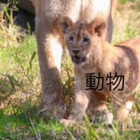 動物