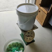 ノニ果実の搬入状況