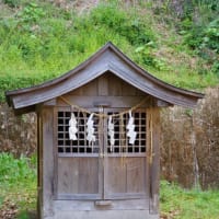 高知県須崎市、大谷「須賀神社・大谷の大樟（クスノキ）」（国指定）です！！