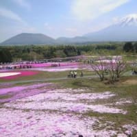 富士芝桜を見に行きました
