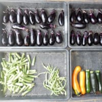 　2期目のお茶畑手伝い始まりました　野菜収穫5種類