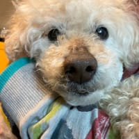 RIP  愛犬の旅立ち...
