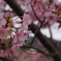 河津桜を見に河津町へ行ってまいりました！