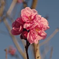 咲き出した桃花