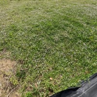 クラピアで雑草対策しました。
