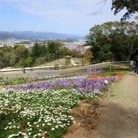 こんこん山広場 at 牧野植物園