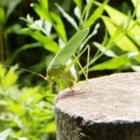 膝、良くなってきました♪