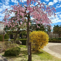 やっと満開に