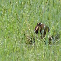 アマサギ