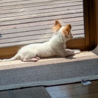 シロ6ヶ月になりました🐕