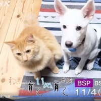 ねこ育ていぬ育て再放送(3/2 18- NHK-BS))