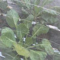 芽キャベツ9/19