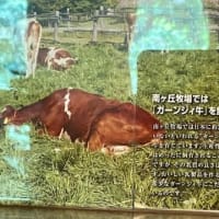 南ヶ丘牧場と優雅な時間