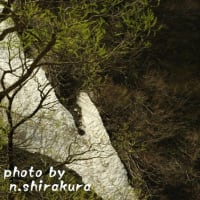 山桜求めて