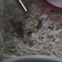 「現場にハトは一匹もいない」って？