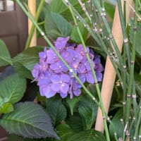 24，姥あらくれ　⑦