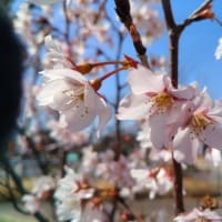 通路のアーモンドの花