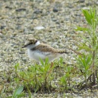 コアジサシの幼鳥
