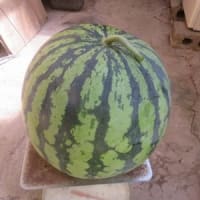 更に大きい！！