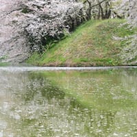 城下町の桜、花筏となごりの花。