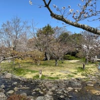  あまり桜を楽しめなかった関西紀行（2024年3月～4月）（Day-3-2）（9）