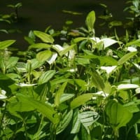 真夏を思わせる6月の実習