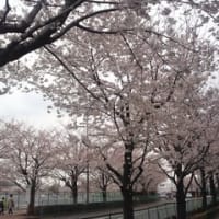 今年の桜。