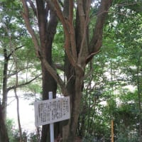 巨樹庵（山口県の巨樹巡礼）－Vol11（ 11‐①～　）