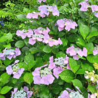 紫陽花