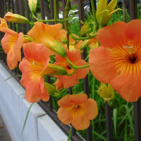 庭の花