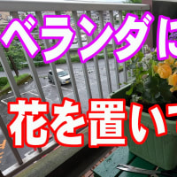 ベランダに花を置いてみた