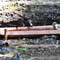 公園の鳥さん