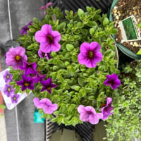 ナメクジ対策したら花が咲きました　＆植え替え　＆母の日