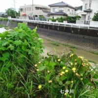 サタデーウォーク「九大学研都市から今宿界隈散策」（福岡市西区）