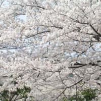 SAKURA・桜・サクラ
