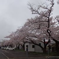２４年０４月１９日　桜・さくら・サクラ・ｓａｋｕｒａ