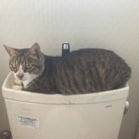 もにょ吉（猫）　トイレで
