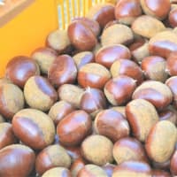 1粒なんと25グラム！大粒で風味豊かな秋の味覚「銀寄栗」が箕面市北部の止々呂美地区で収穫されており「栗ひろい」も楽しめます