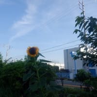 朝から、賑やかな散歩