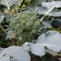 閑話：ブロッコリーの花穂☆