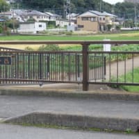 2024神奈川河川ﾎﾟﾀﾘﾝｸﾞ『恩曽川』②「北谷橋」～「高坪橋」約3kmの田畑の旅