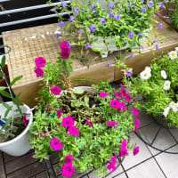 摘芯プチトマト植え