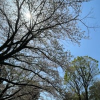 桜の季節から新緑の季節へ