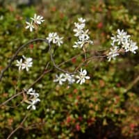 鉢植えの「ジューンベリー」（１）早春の花