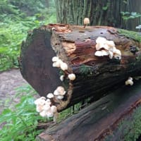 霧の金剛山（755回目）