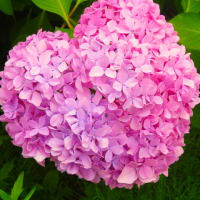 ハートの紫陽花。独り言。
