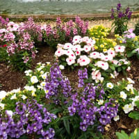 日比谷公園の花々